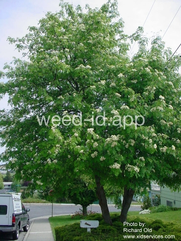 mountain-ash, European